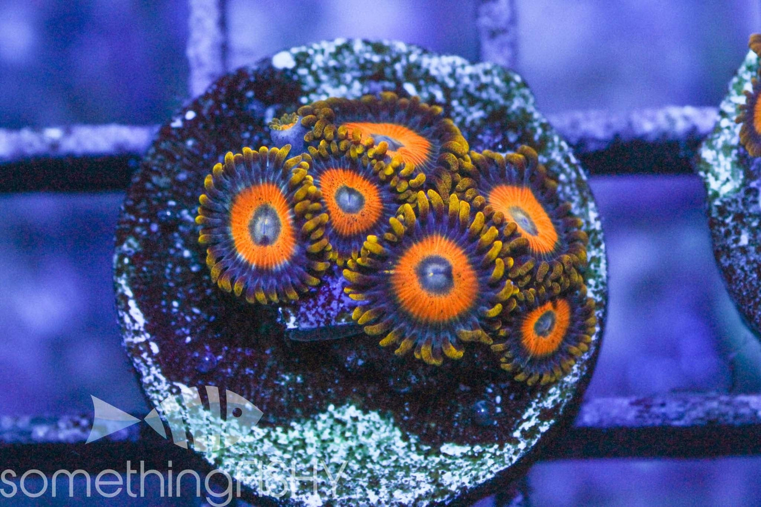 Blue Eyed Blonde Paly/Zoa