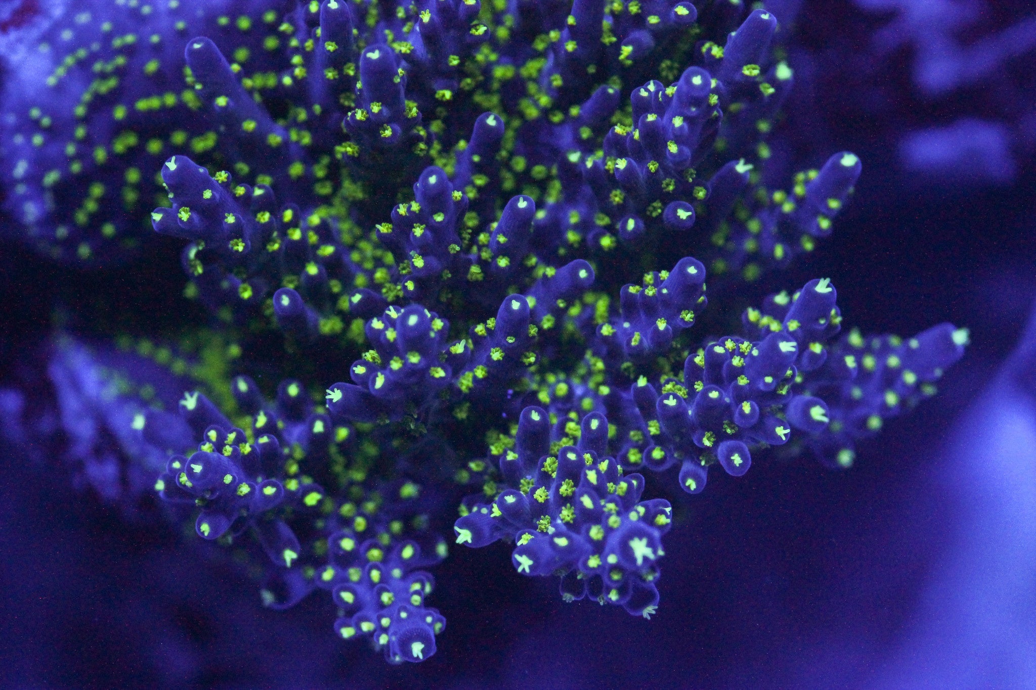 Bonsai Acropora – SomethingFishyLLC