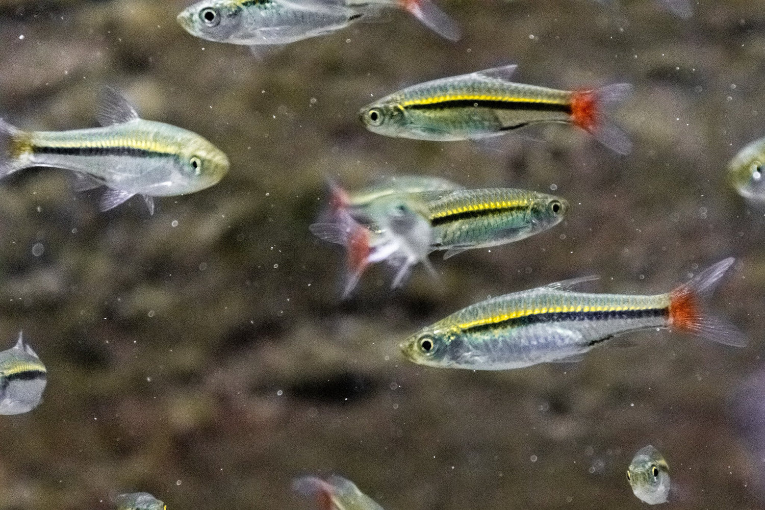 Brilliant Rasbora
