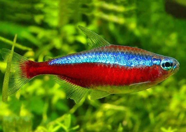 Cardinal Tetra