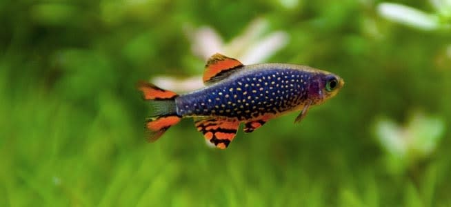 Celestial Pearl Danio (CPD)