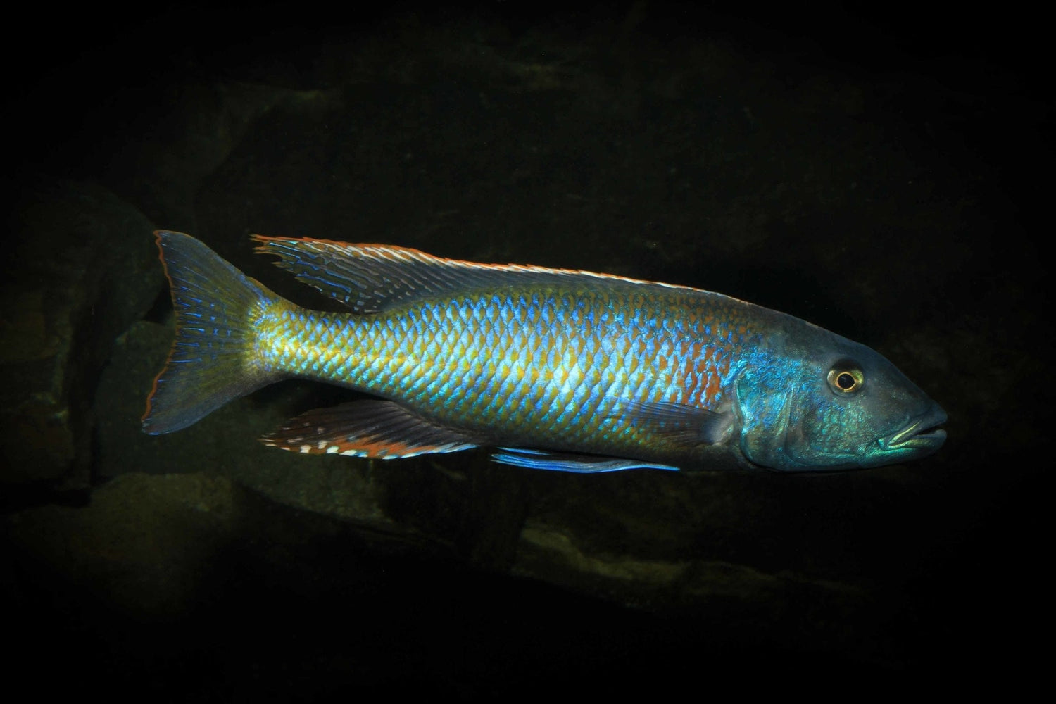 Malawi Trout Cichlid