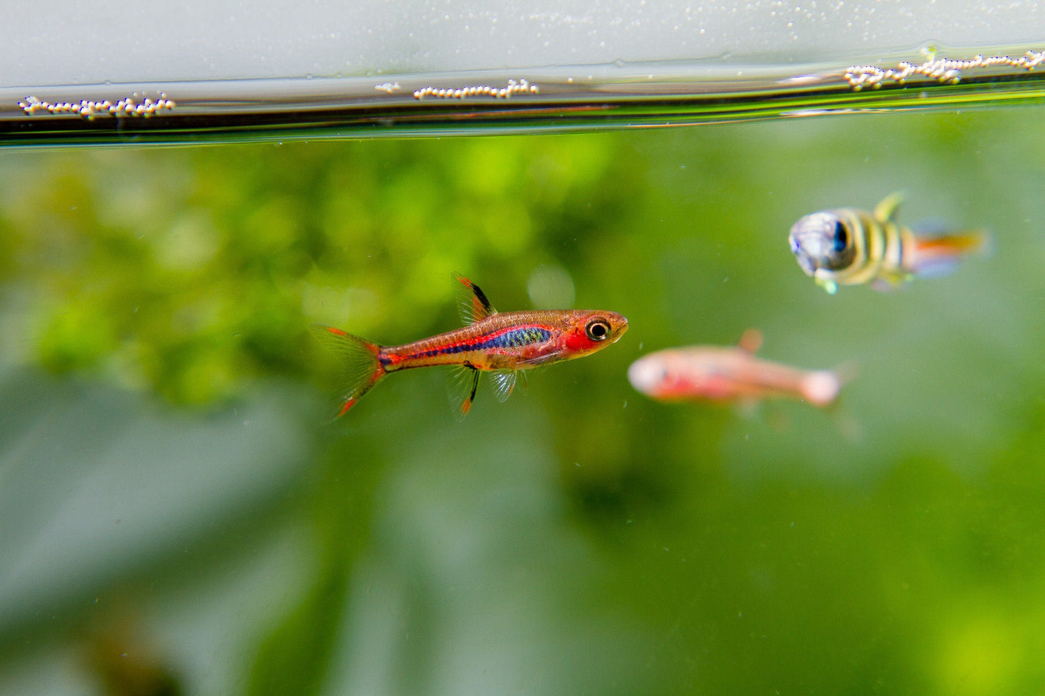 Chili Rasbora