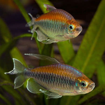 Congo Tetra