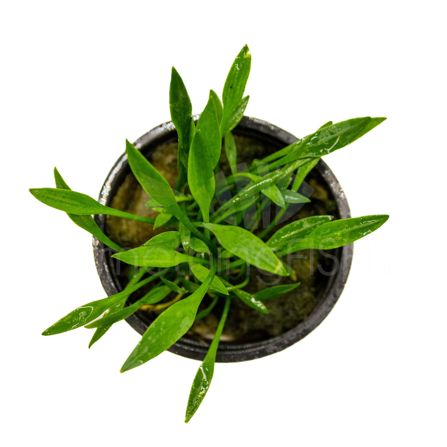 Crypt Parva Plant Pot
