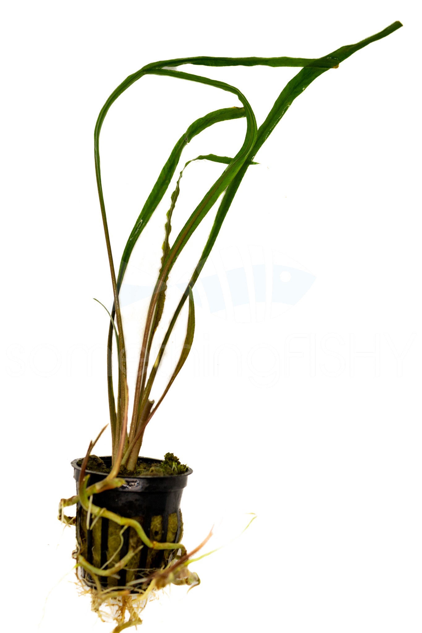 Crypt Spiralis Plant