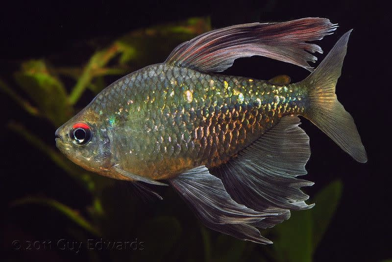 Diamond Tetra 
