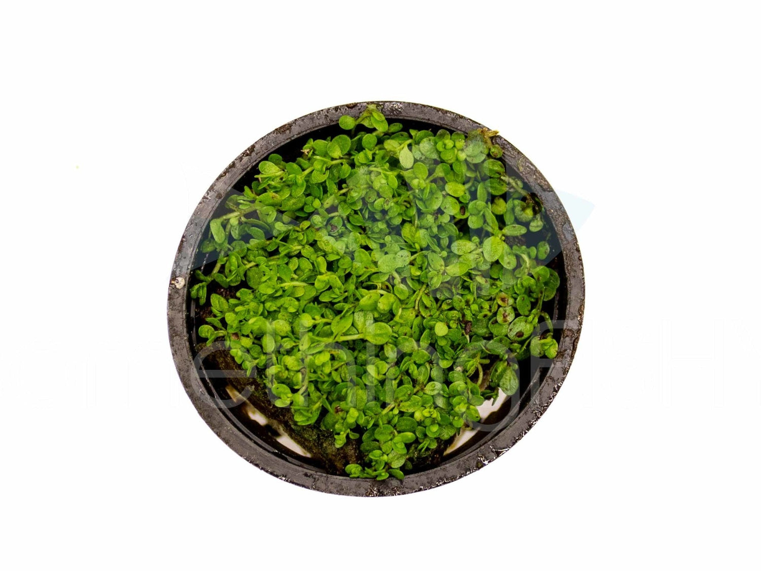 Dwarf Baby Tears Plant Pot