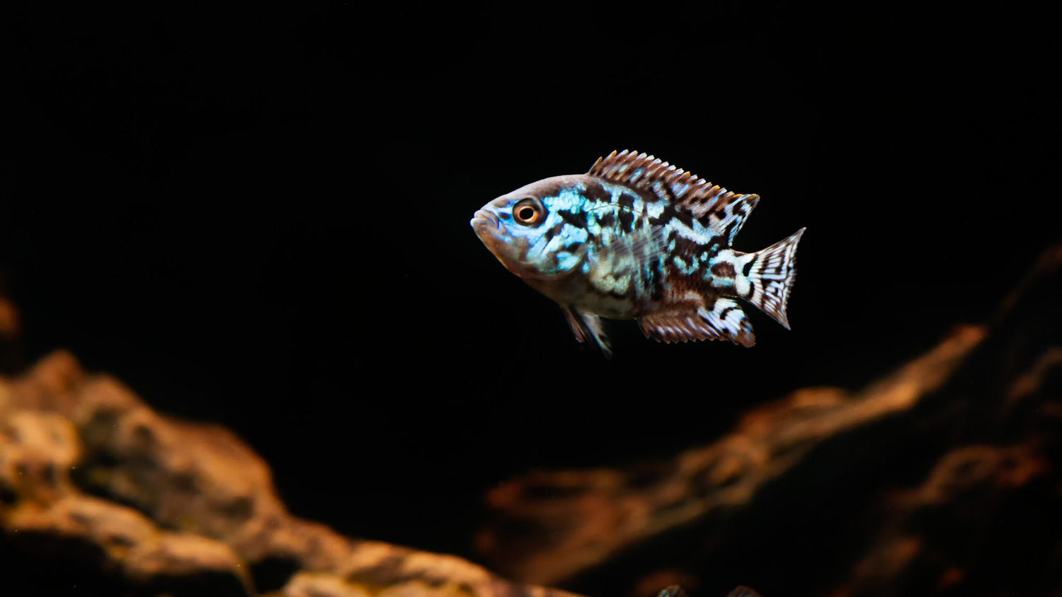E.B. Jack Dempsey