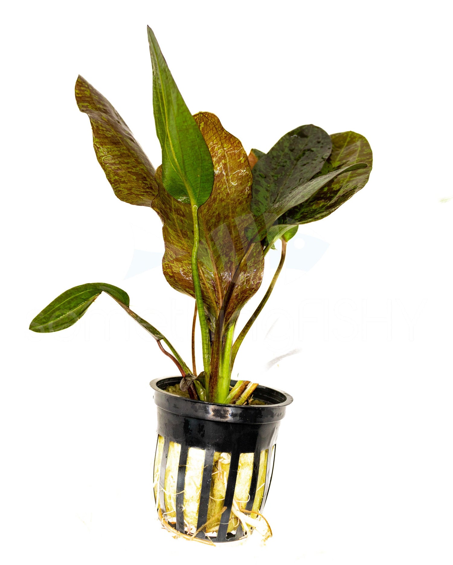 Red Flame Sword Plant Pot