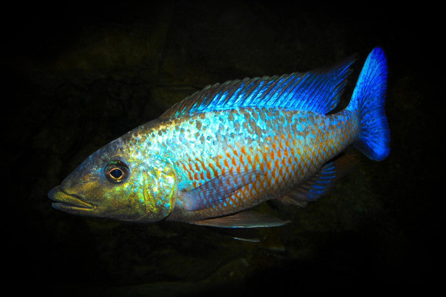 Fossochromis Rostratus Cichlid