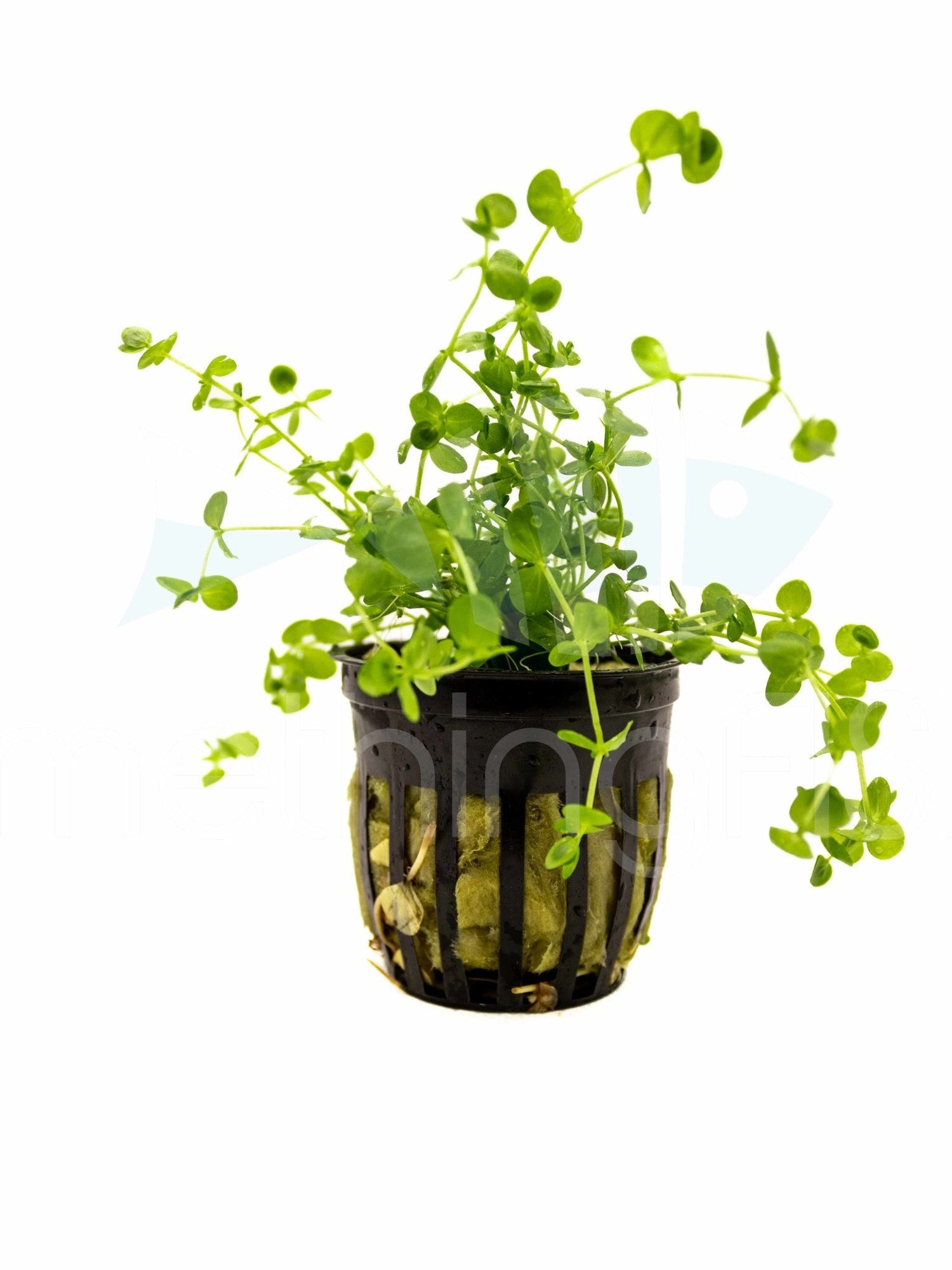 Pearl Weed Plant Pot