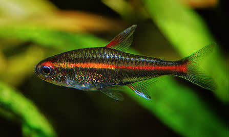 Glolite tetra