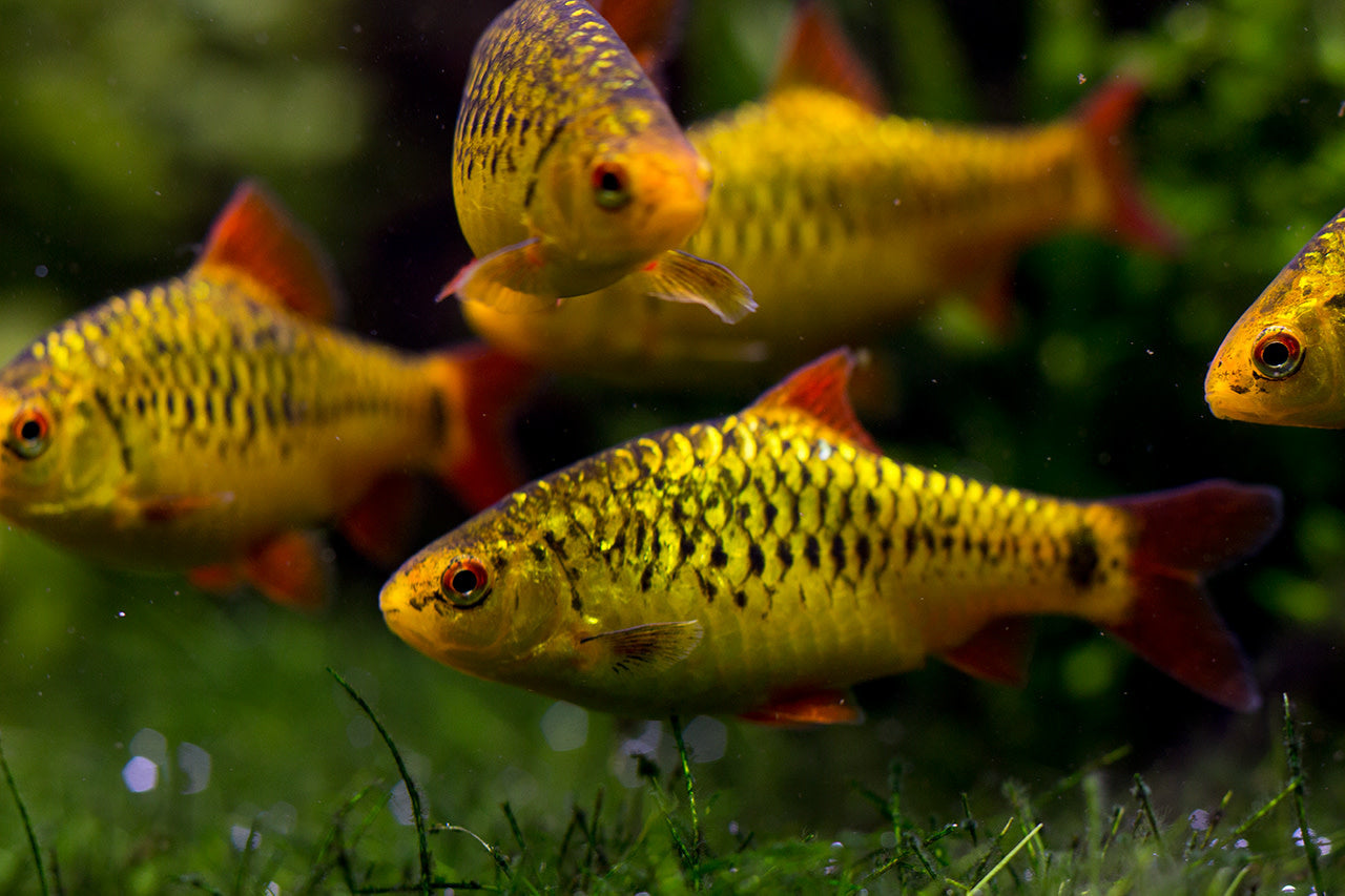 Gold Barb