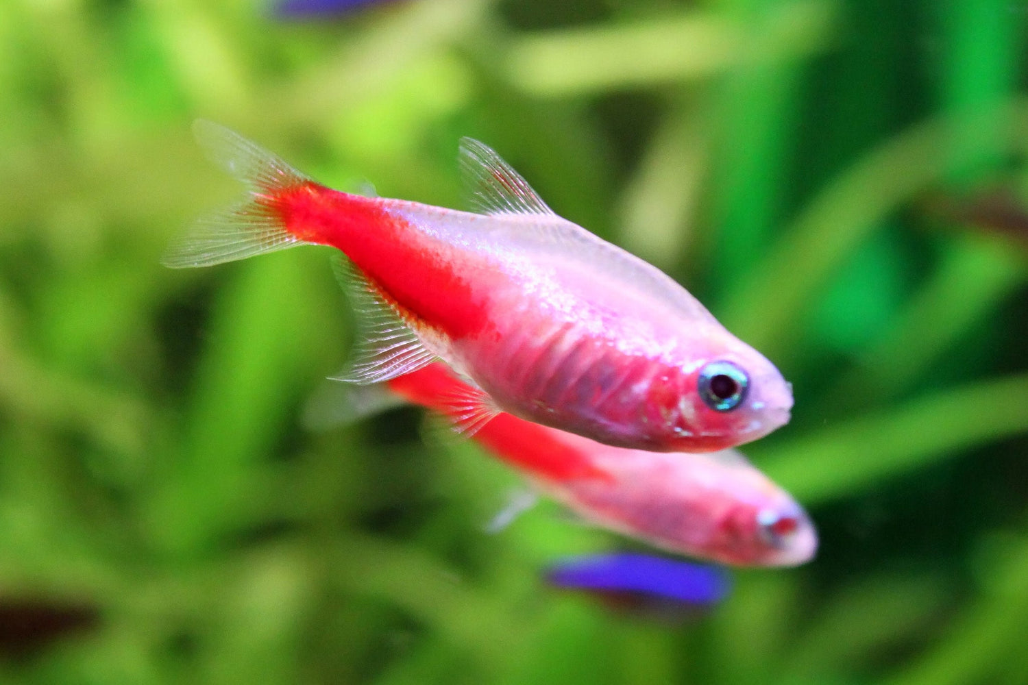Gold Neon Tetra