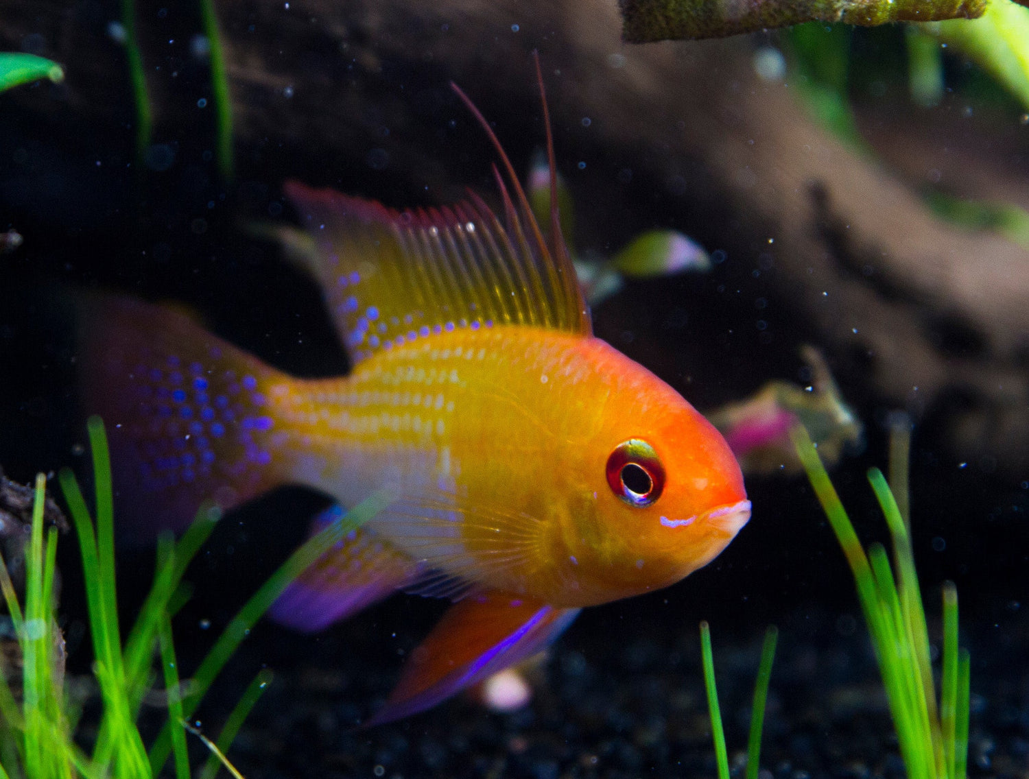 Gold Ram