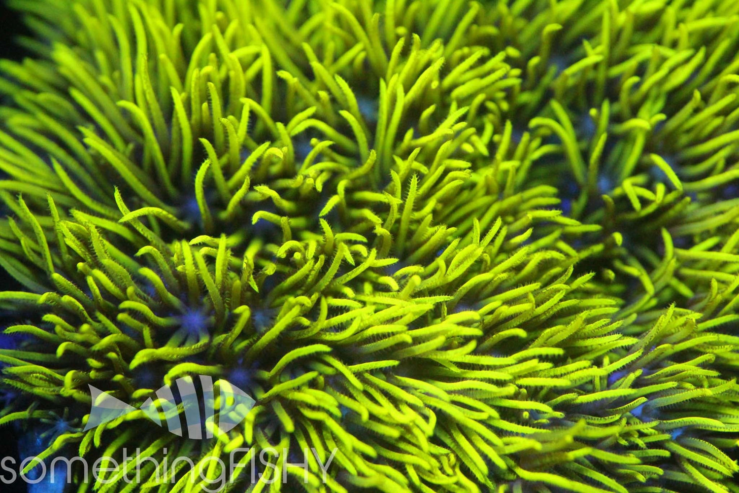 Neon Green Star Polyp