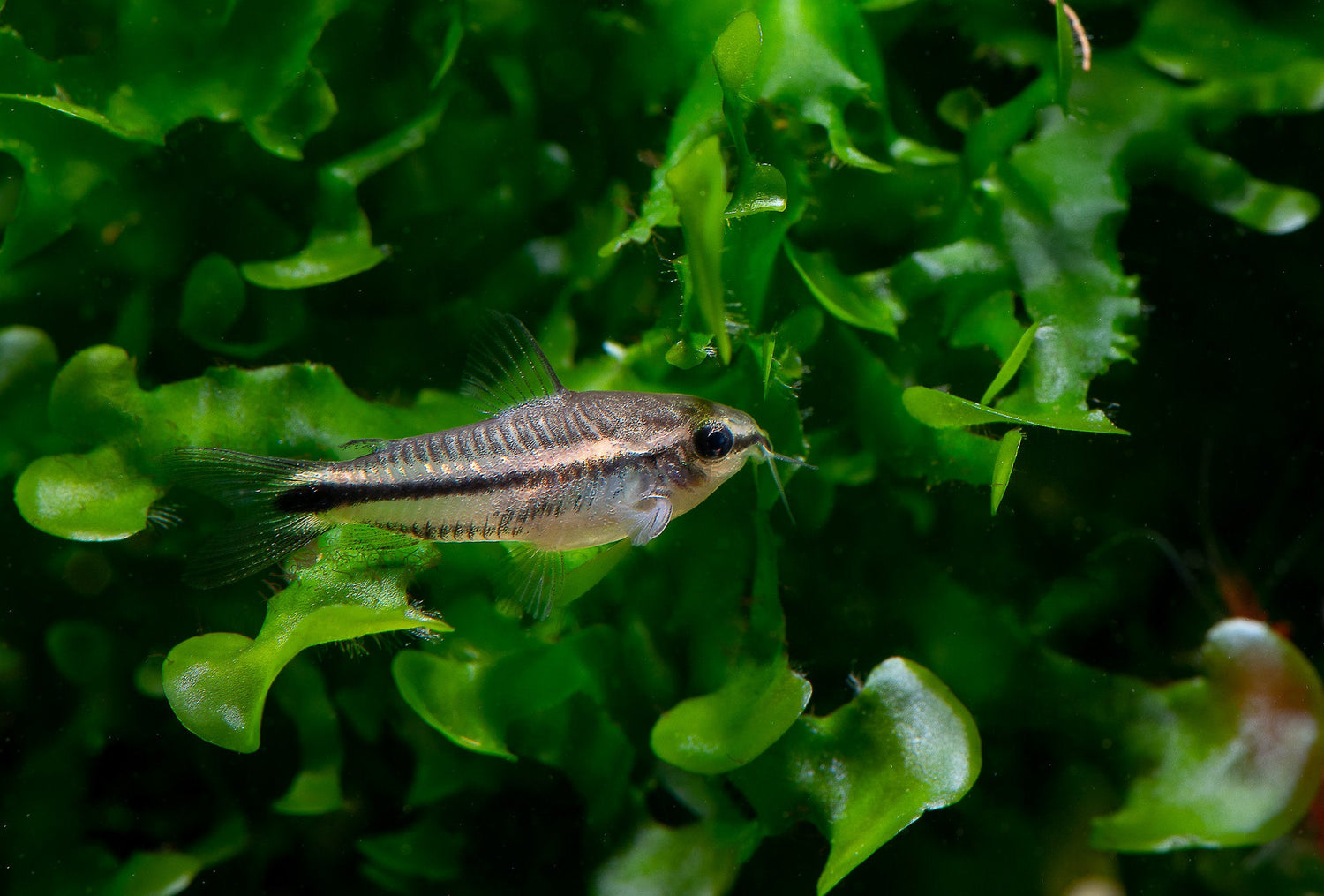 Corydoras Habrosus