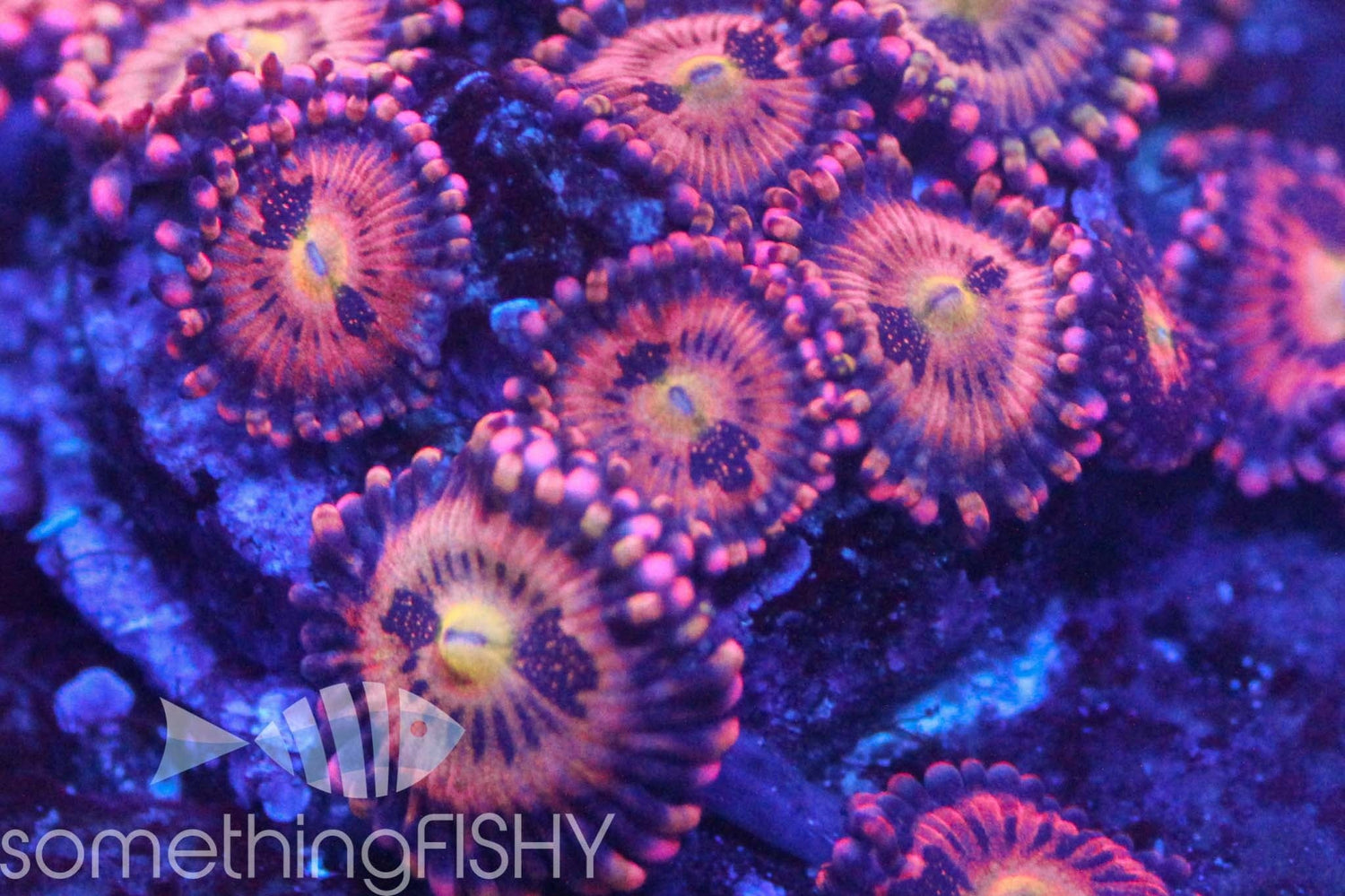 Alien Anti Venom Paly/Zoa