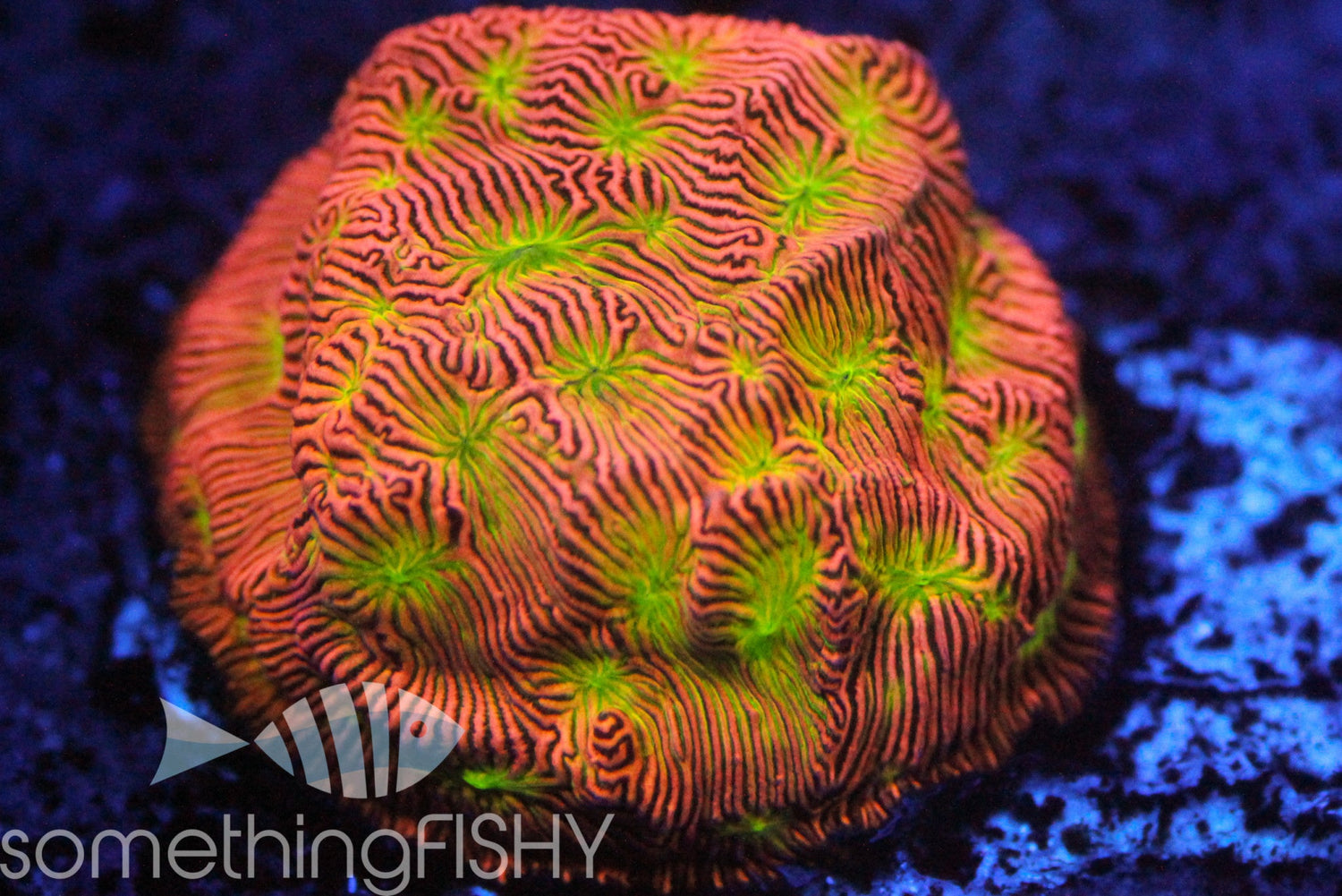 Jack-O-Lantern Leptoseris