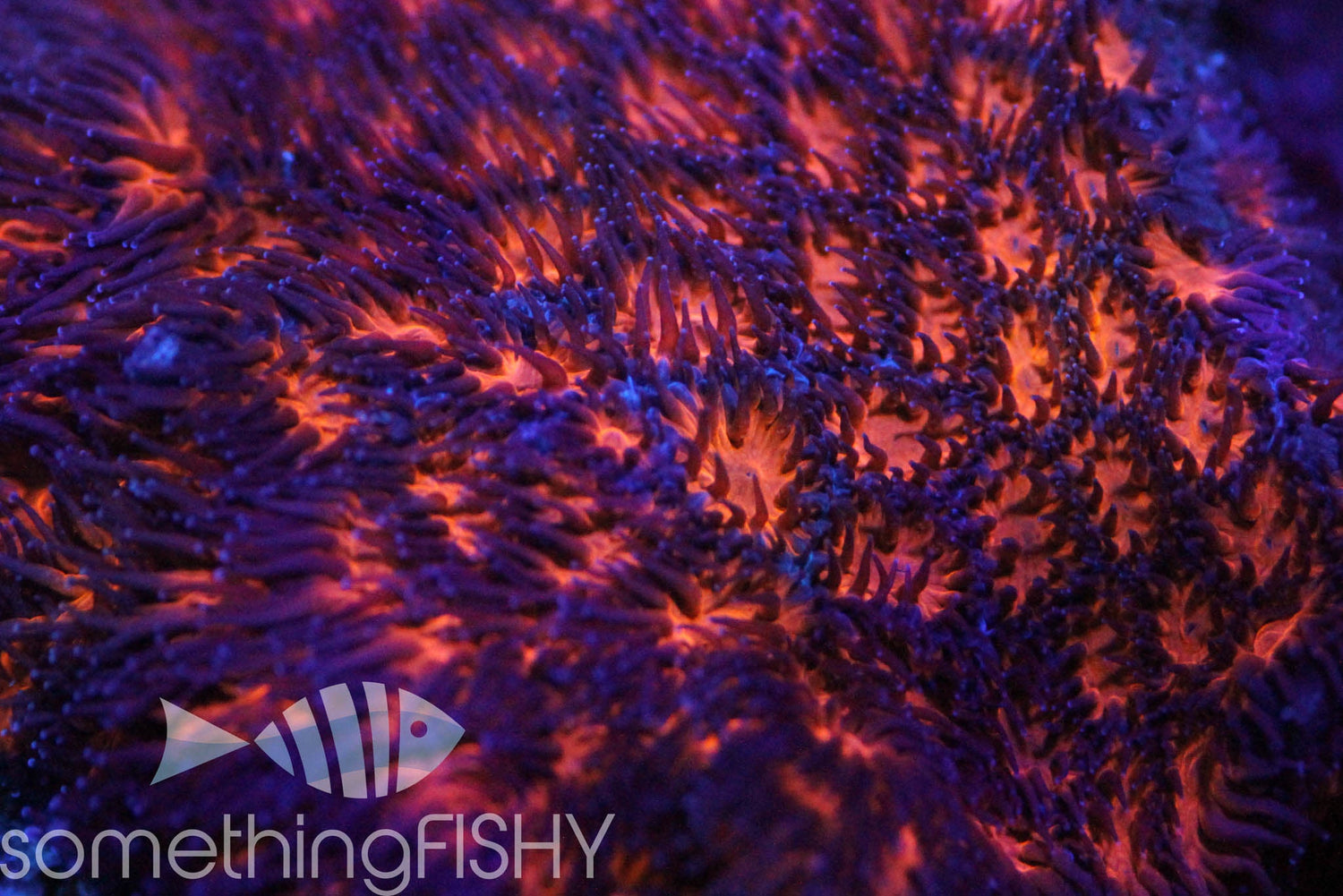 Halloween Leptastrea