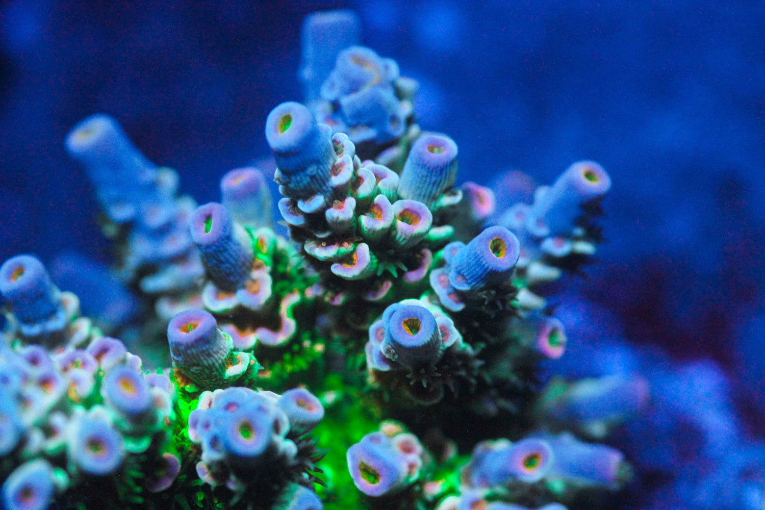 Homewrecker Acropora