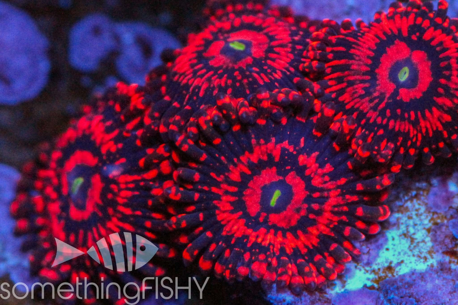Illuminati Paly/Zoa