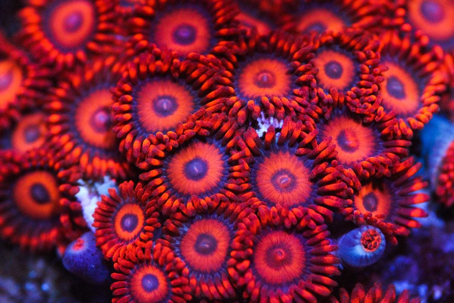 Kedd's Redd's Paly/Zoa