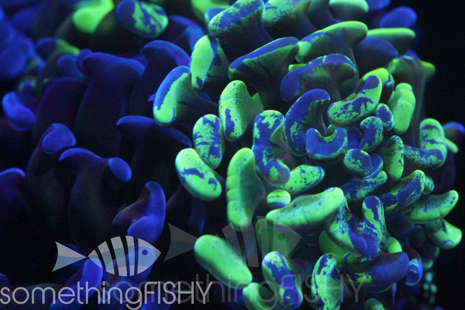 Toxic Green Splatter Hammer LPS