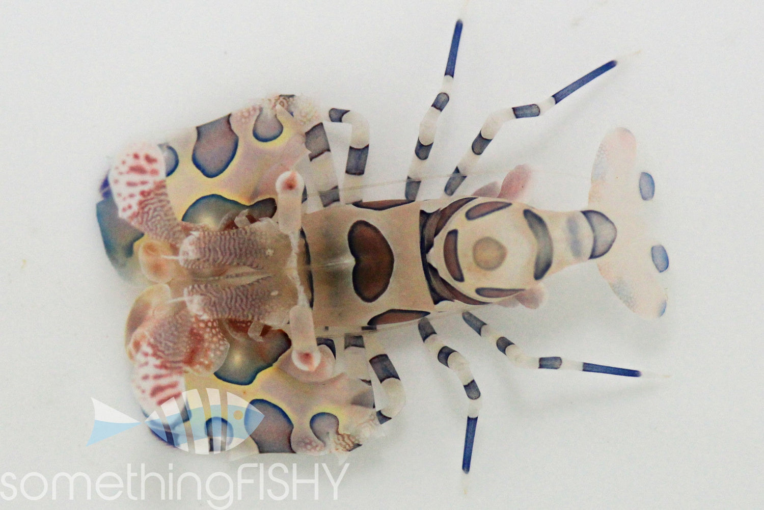 Harlequin Shrimp