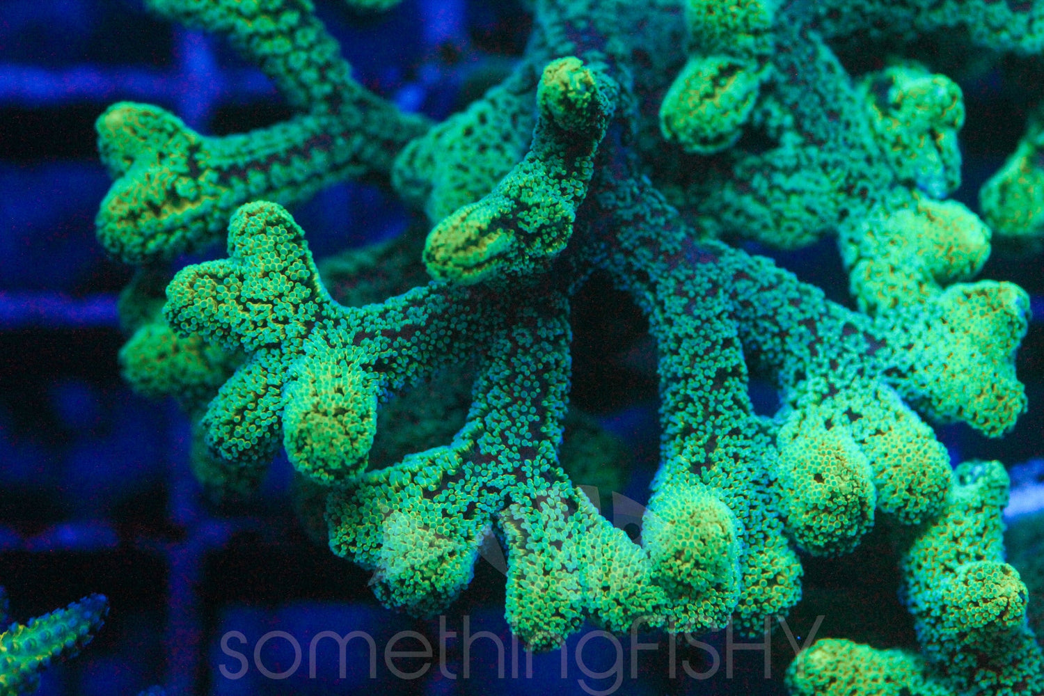 Spearmint Green Birdsnest Acropora