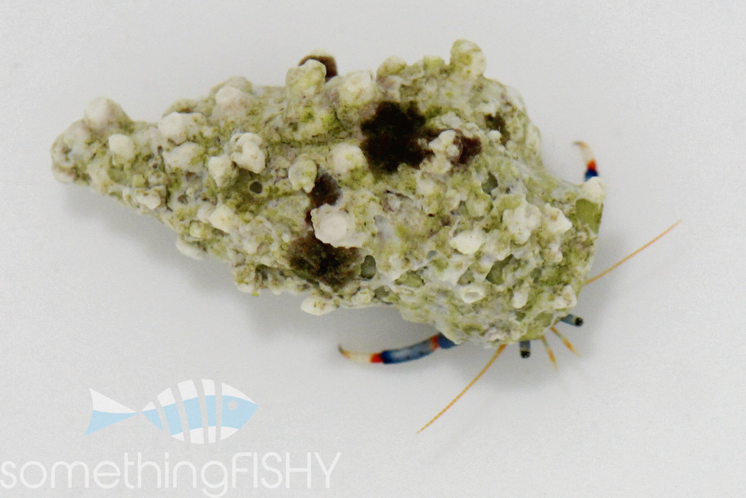 Blue Leg Hermit Crab