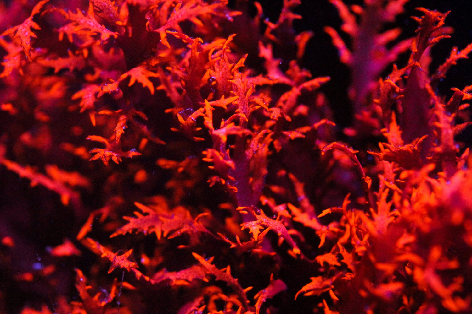 Dragon's Breath Macro Algae