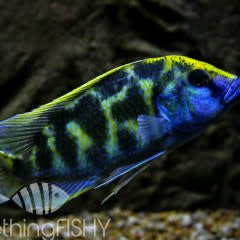 Nimbochromis Venustus Cichlid