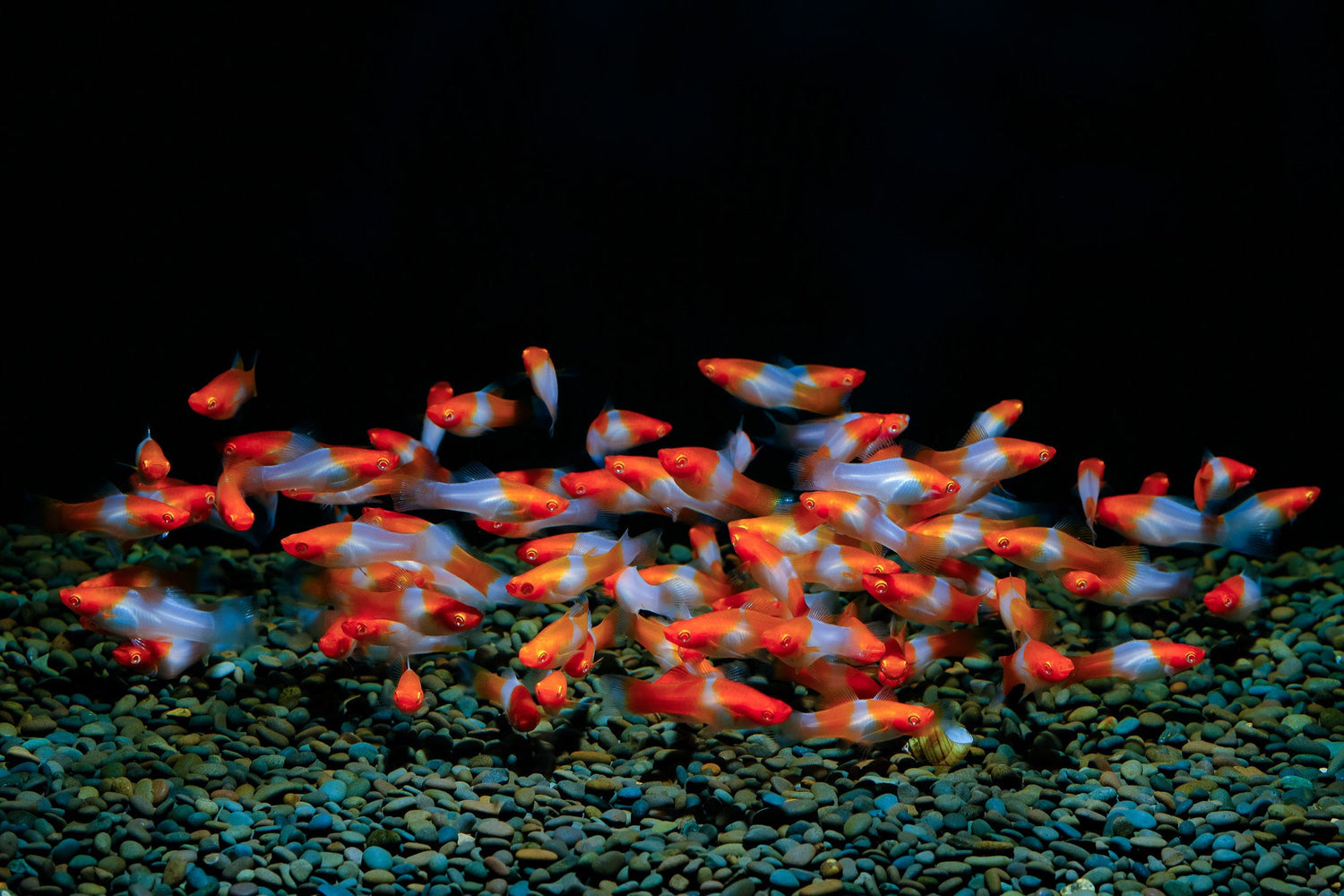 Koi Kohaku Swordtail