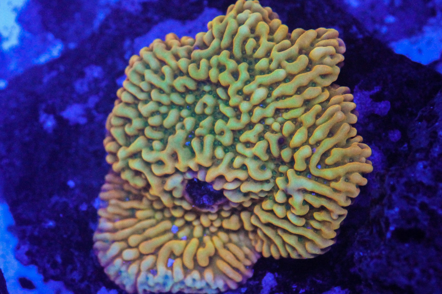 Kung Pao Montipora