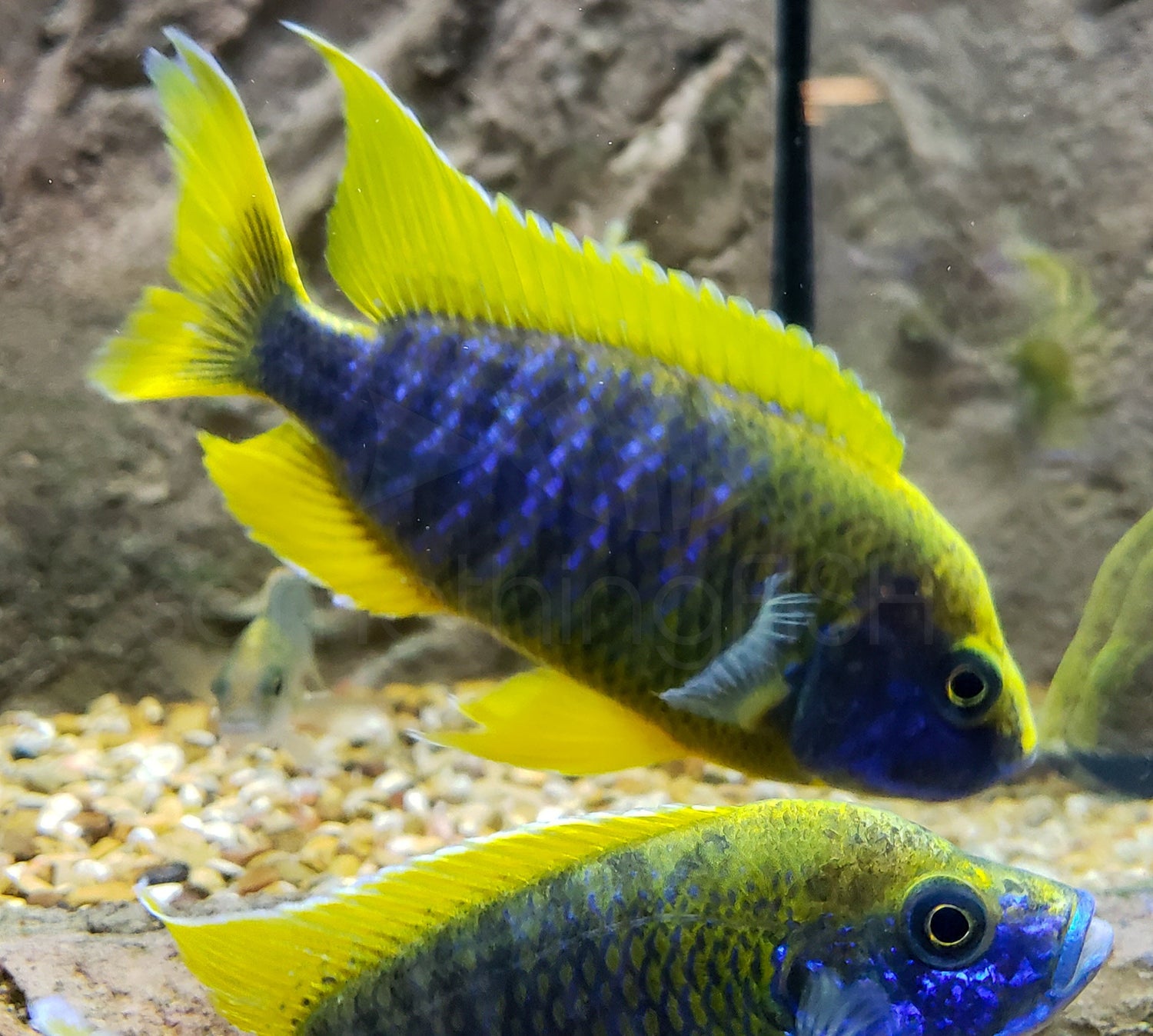 Lemon Jake Cichlid