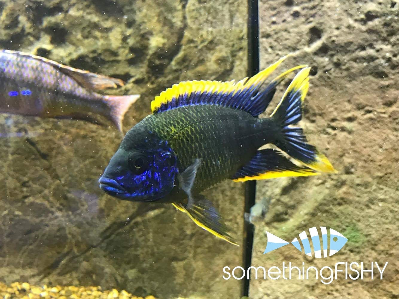 Lwanda Peacock Cichlid