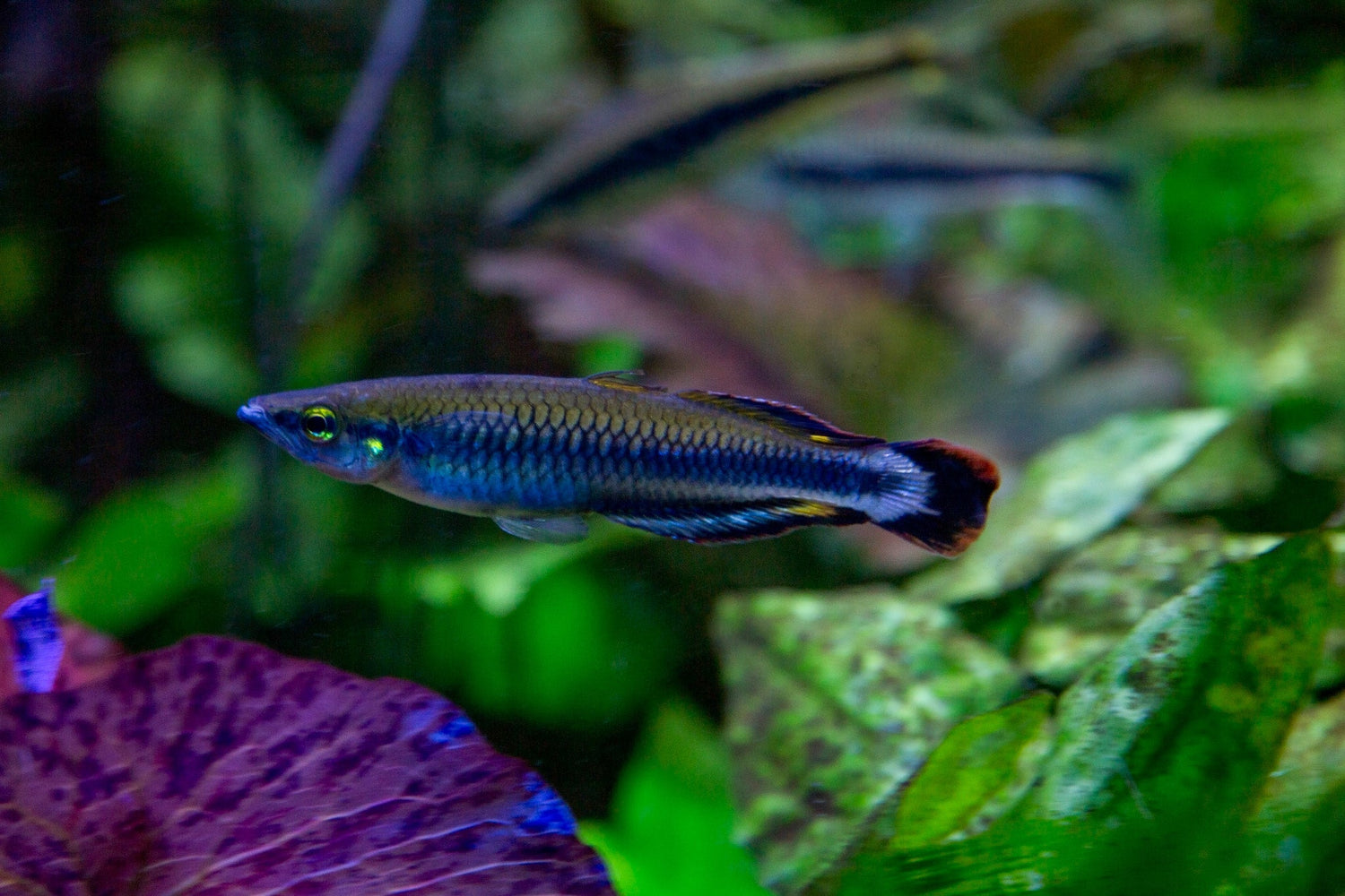 Madagascar Rainbowfish
