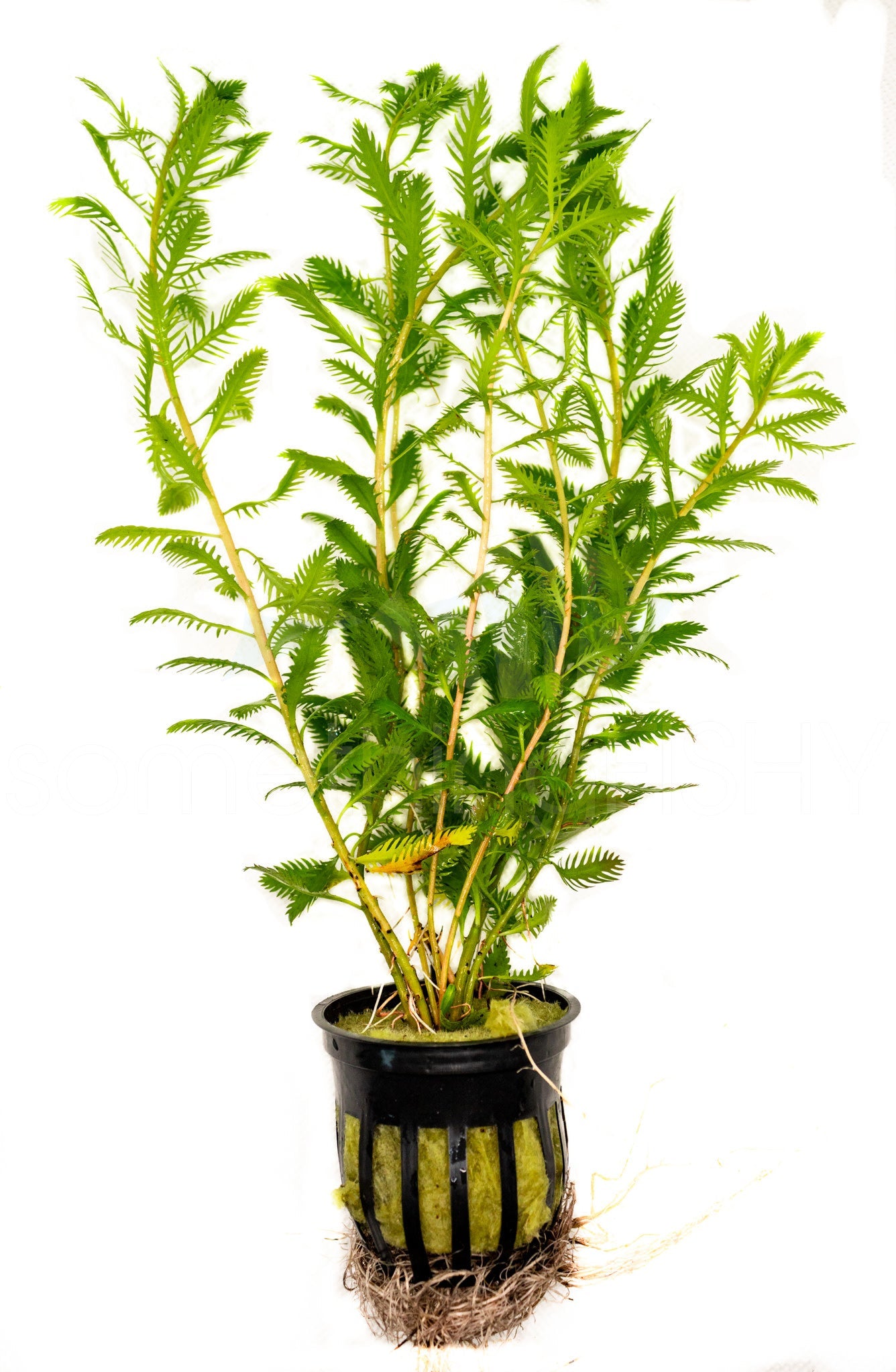 Mermaid (Proserpinaca Palustrus) Plant Pot
