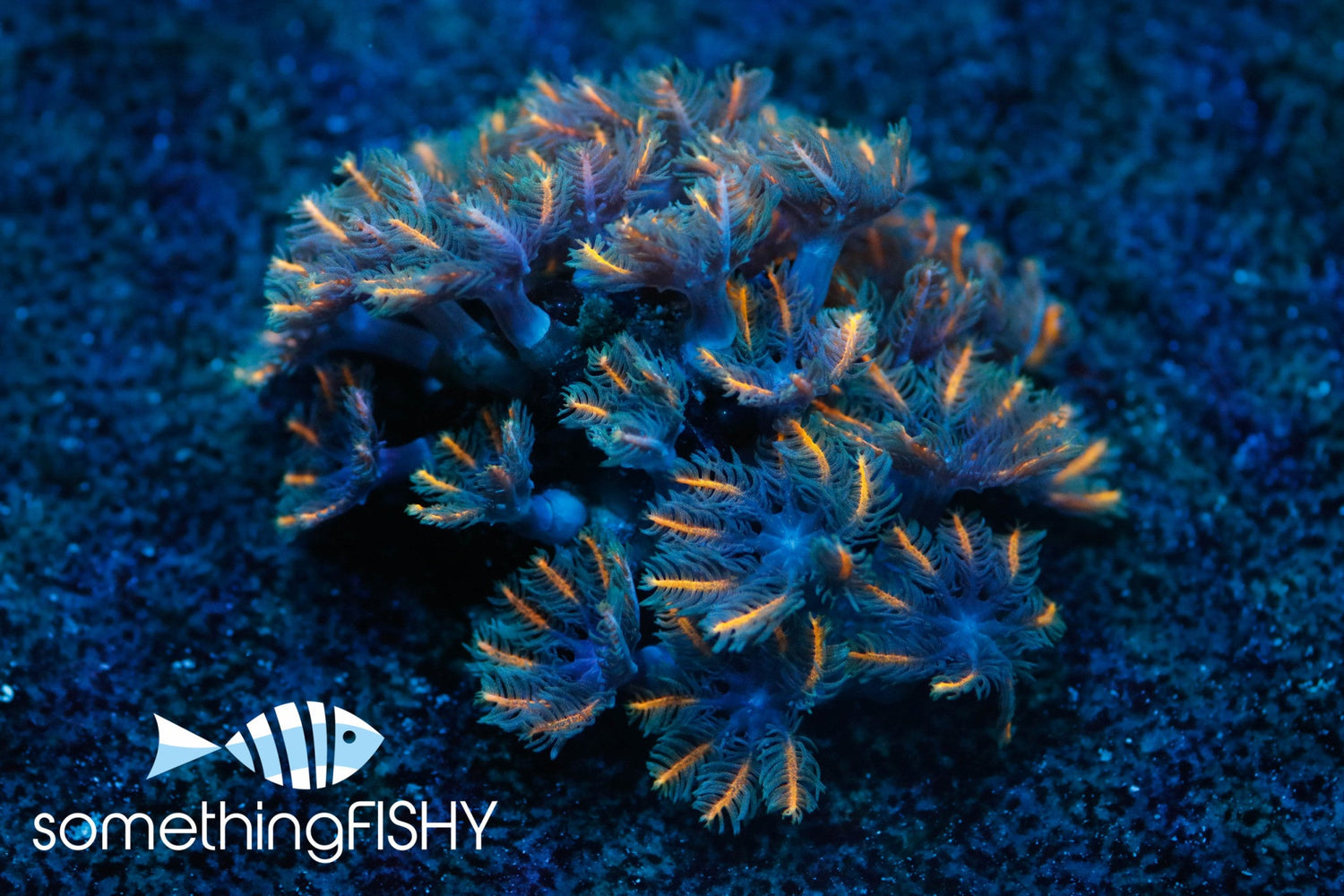Mandarin Orange Clove Polyps