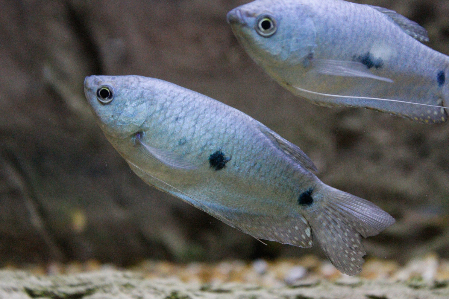 Three Spot Blue Gourami