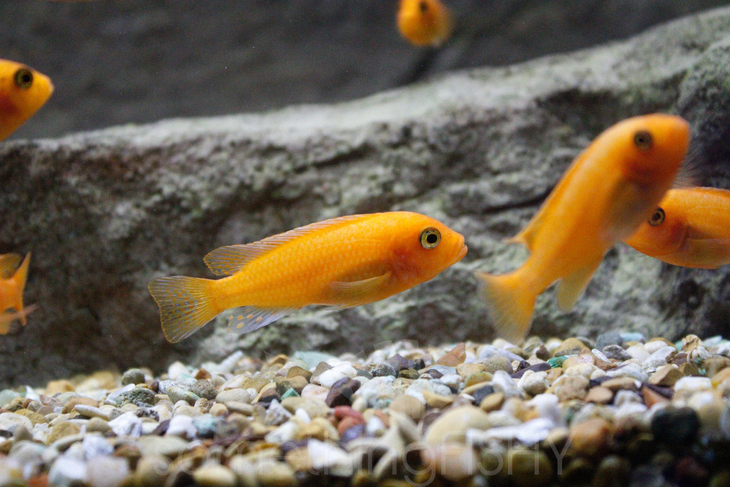 Metriaclima Orange Zebra Cichlid