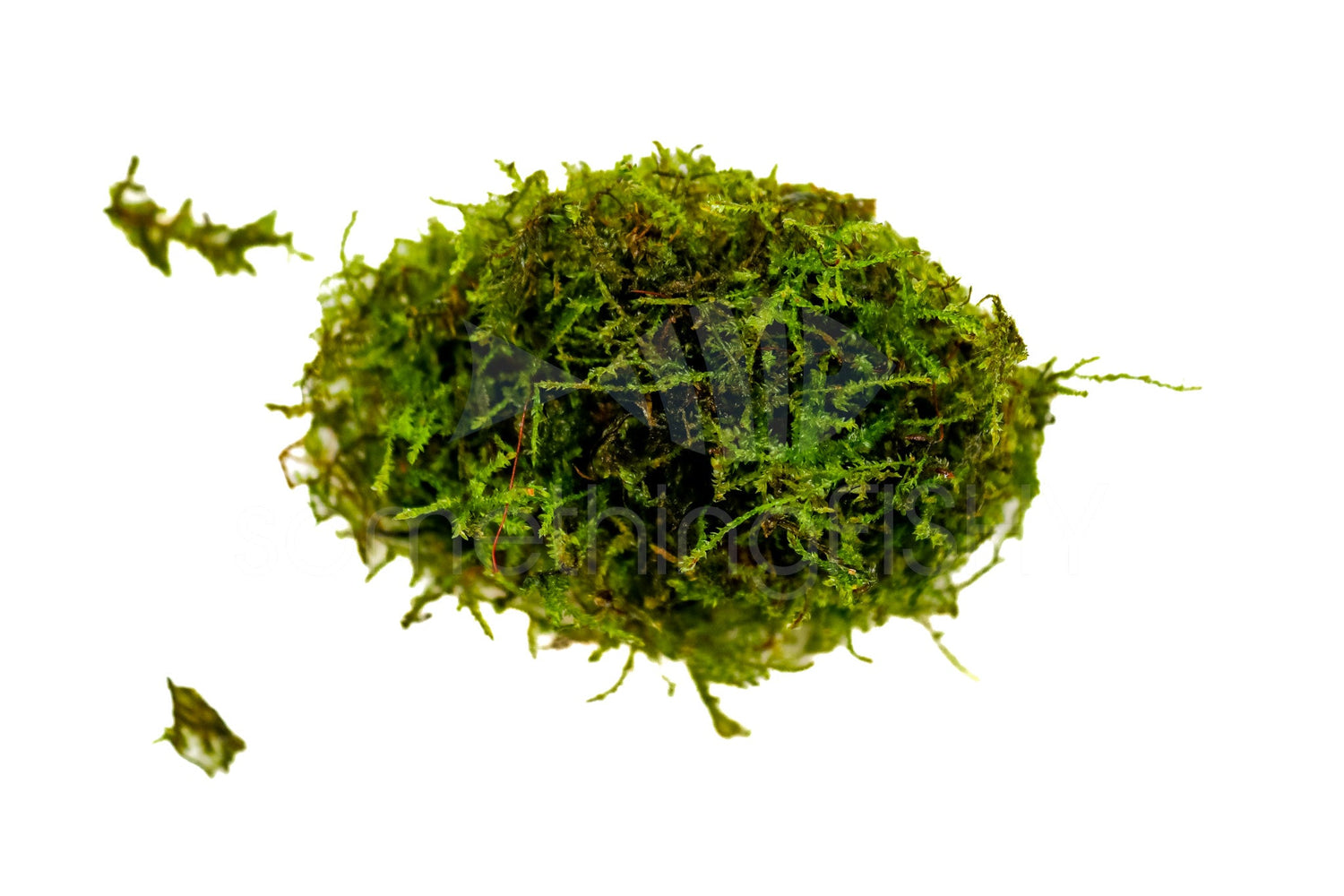 Christmas Moss plant