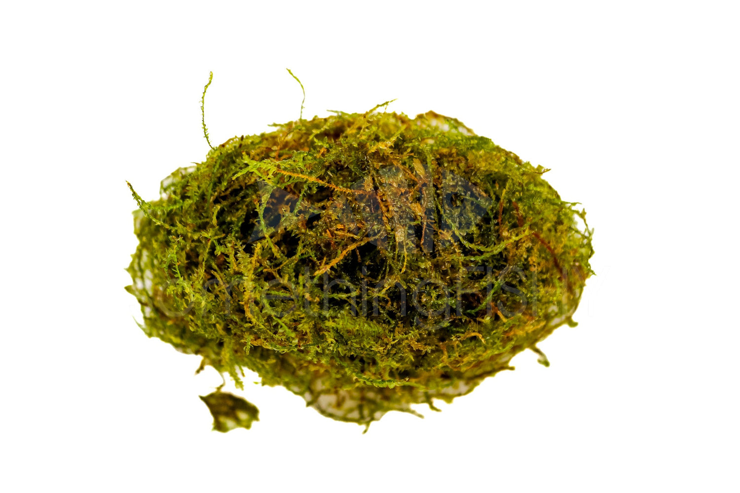 Java Moss Plant