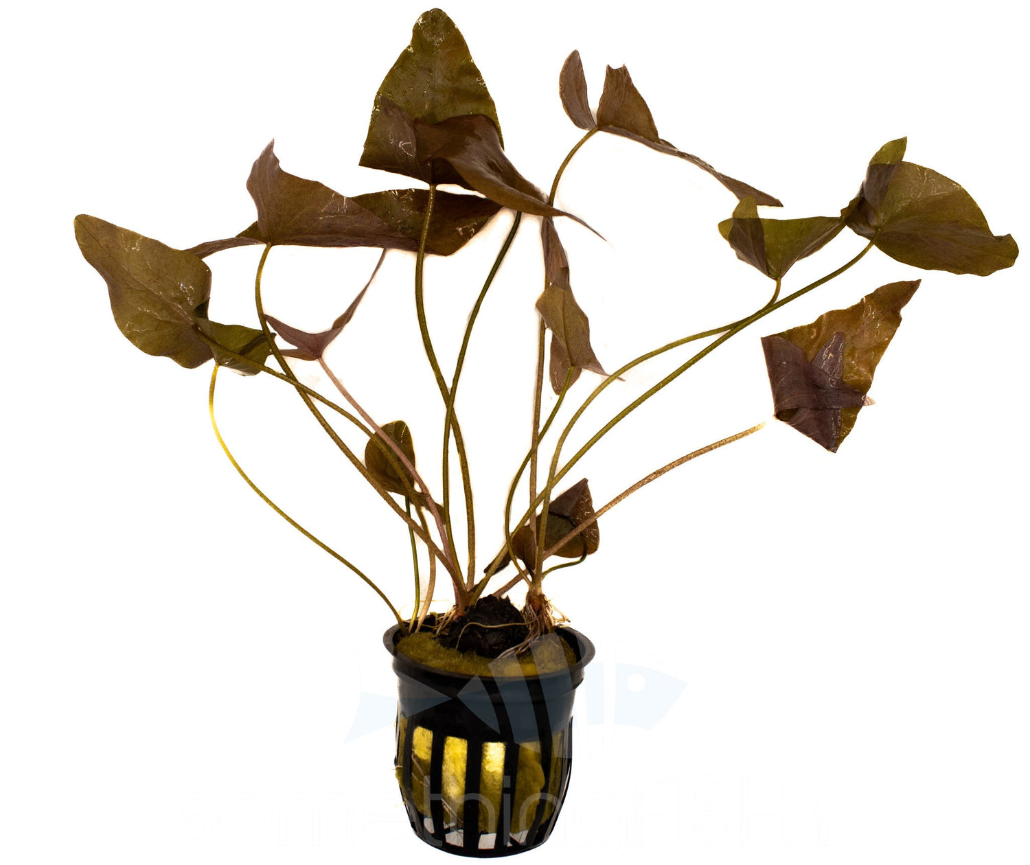Dwarf Aquarium Lily Pot Plant