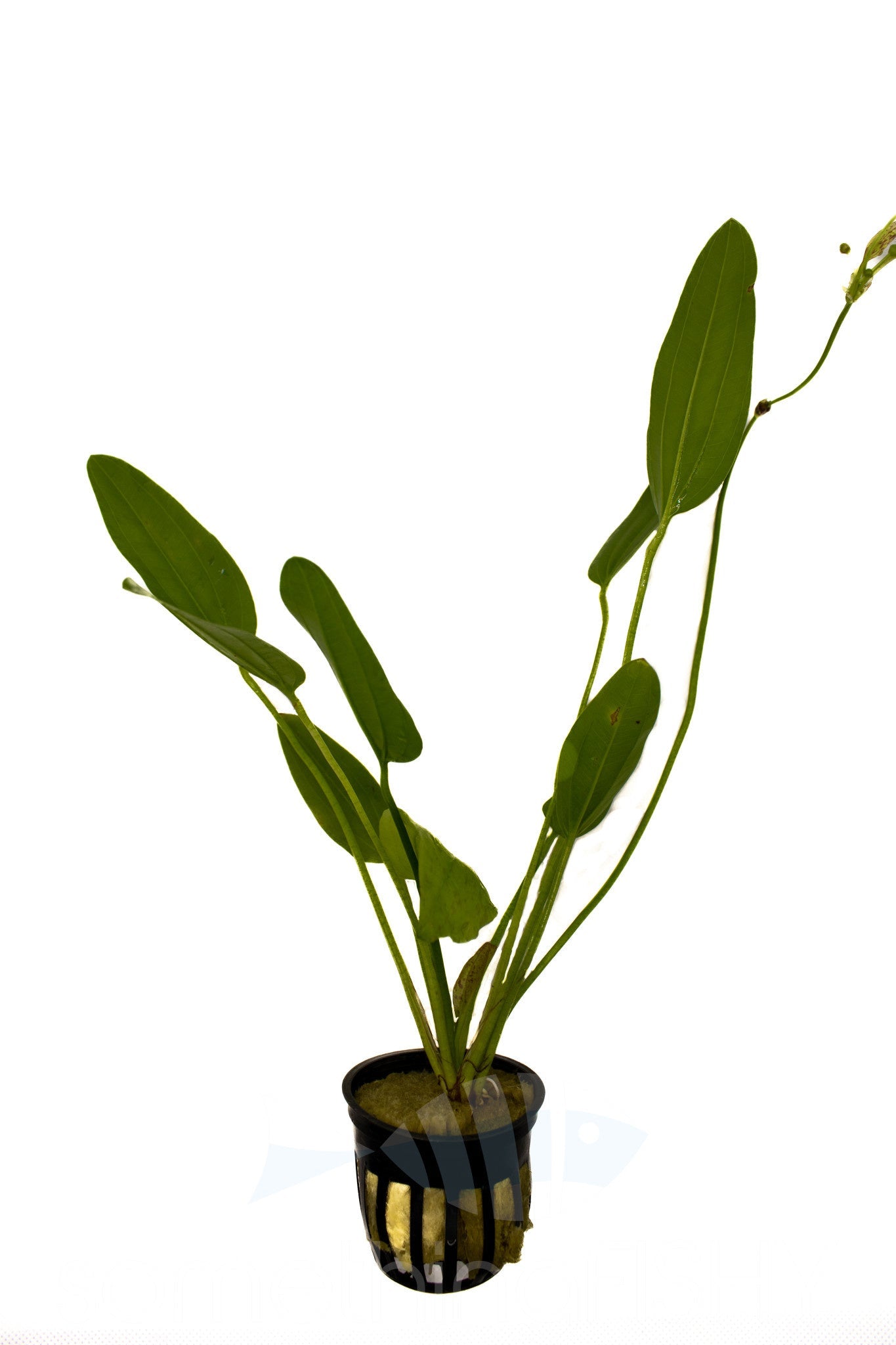 Radican Sword Plant Pot