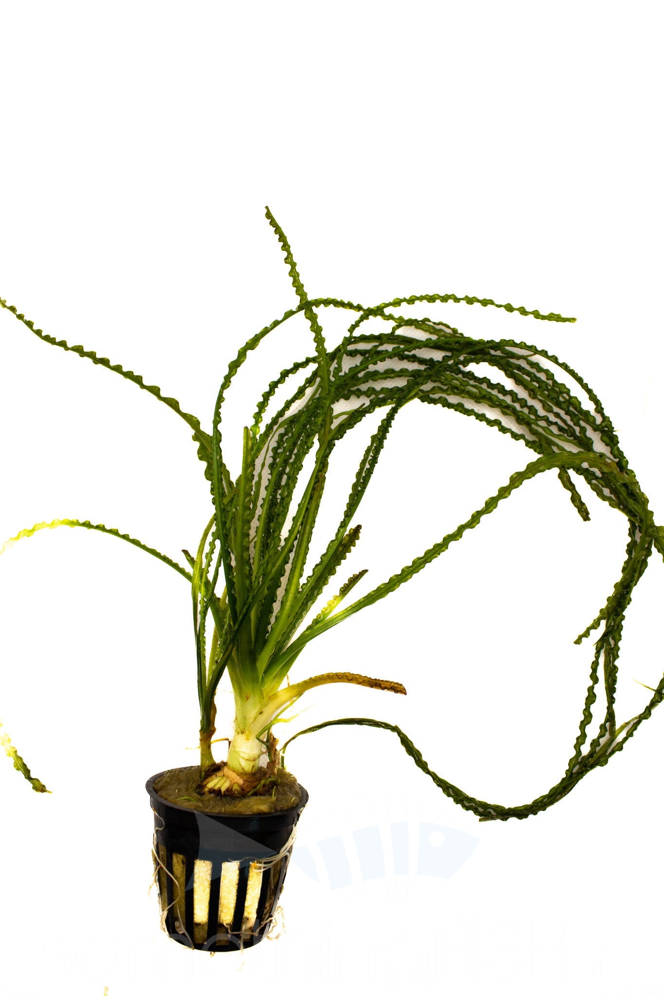 Crinum Calamistratum Plant Pot