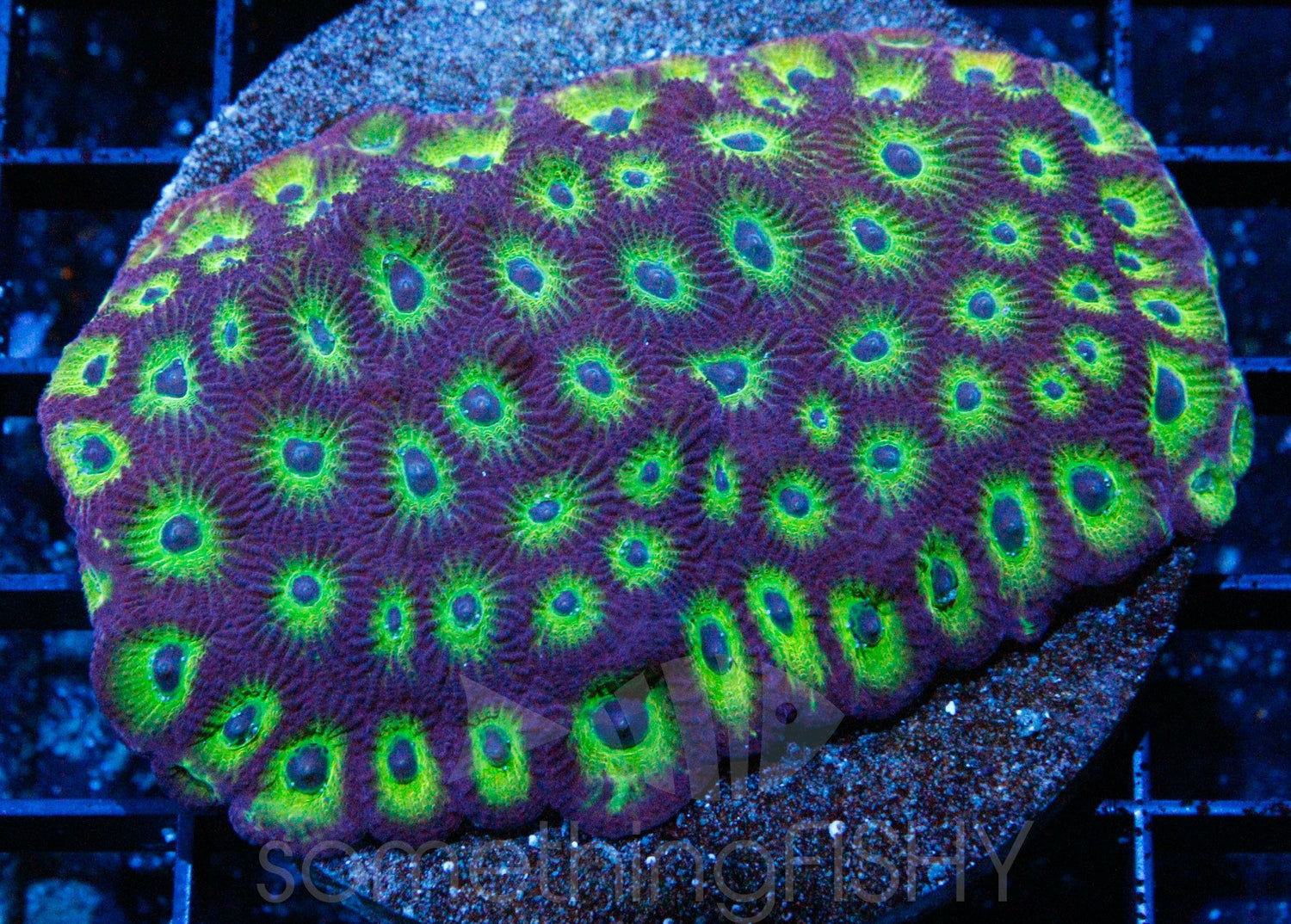 Lemon Lime Favites/Favia LPS Coral