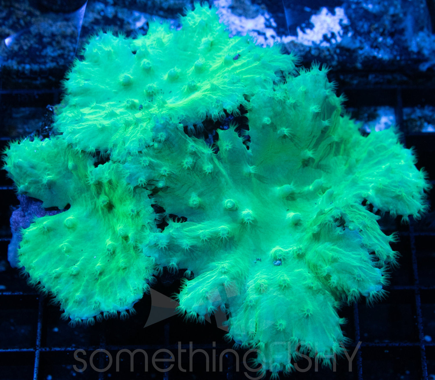 Neon Green Cabbage Leather Soft Coral